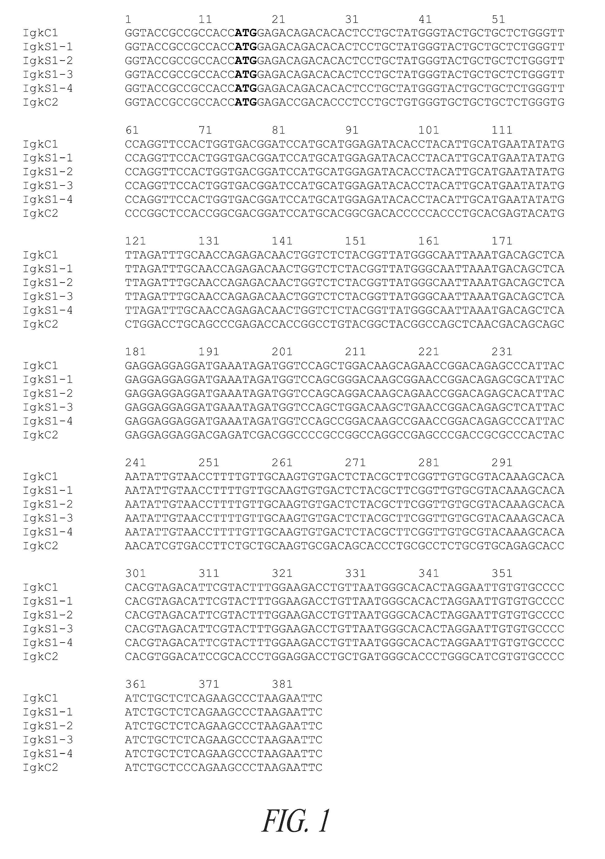 Expression system for modulating an immune response