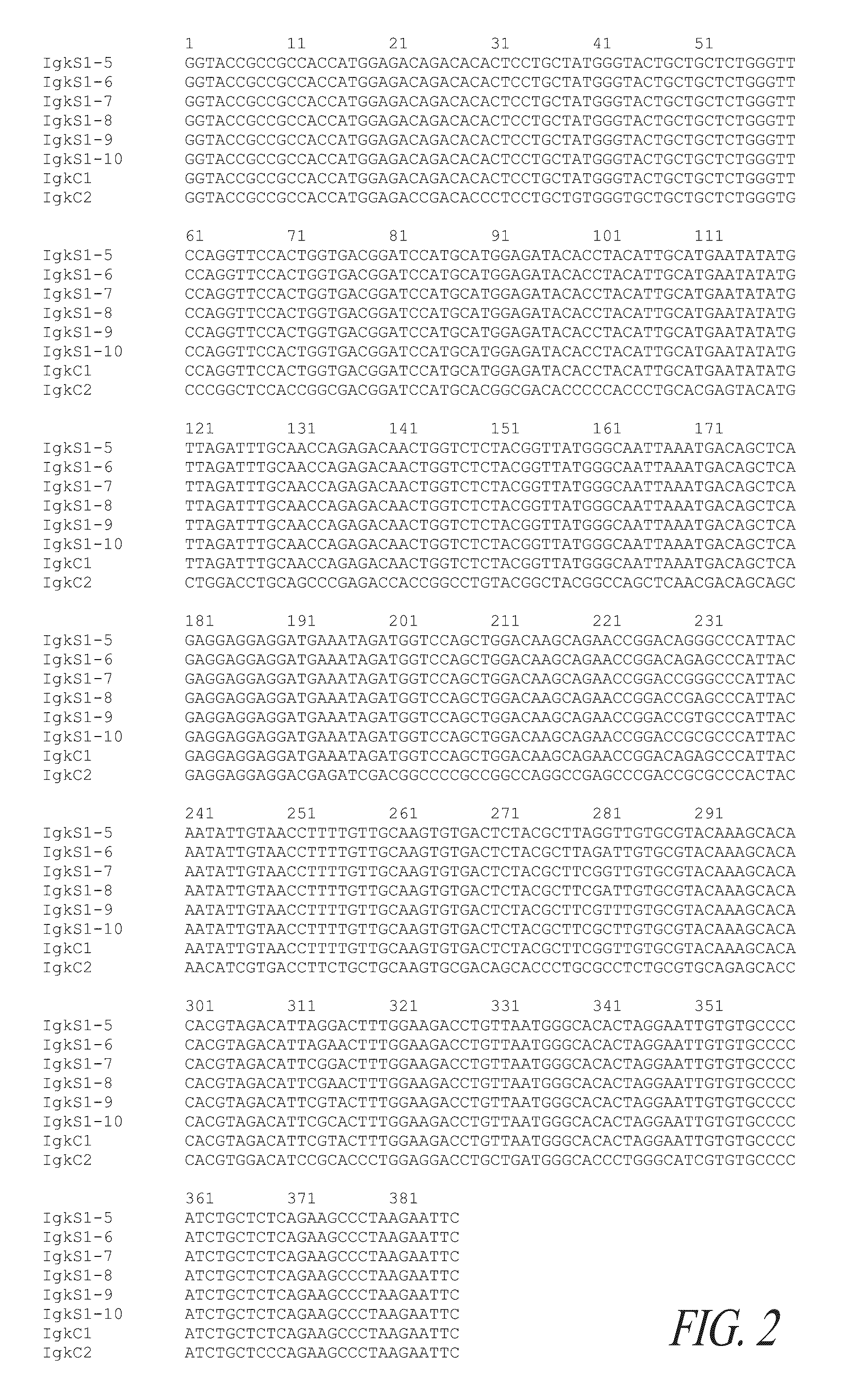 Expression system for modulating an immune response