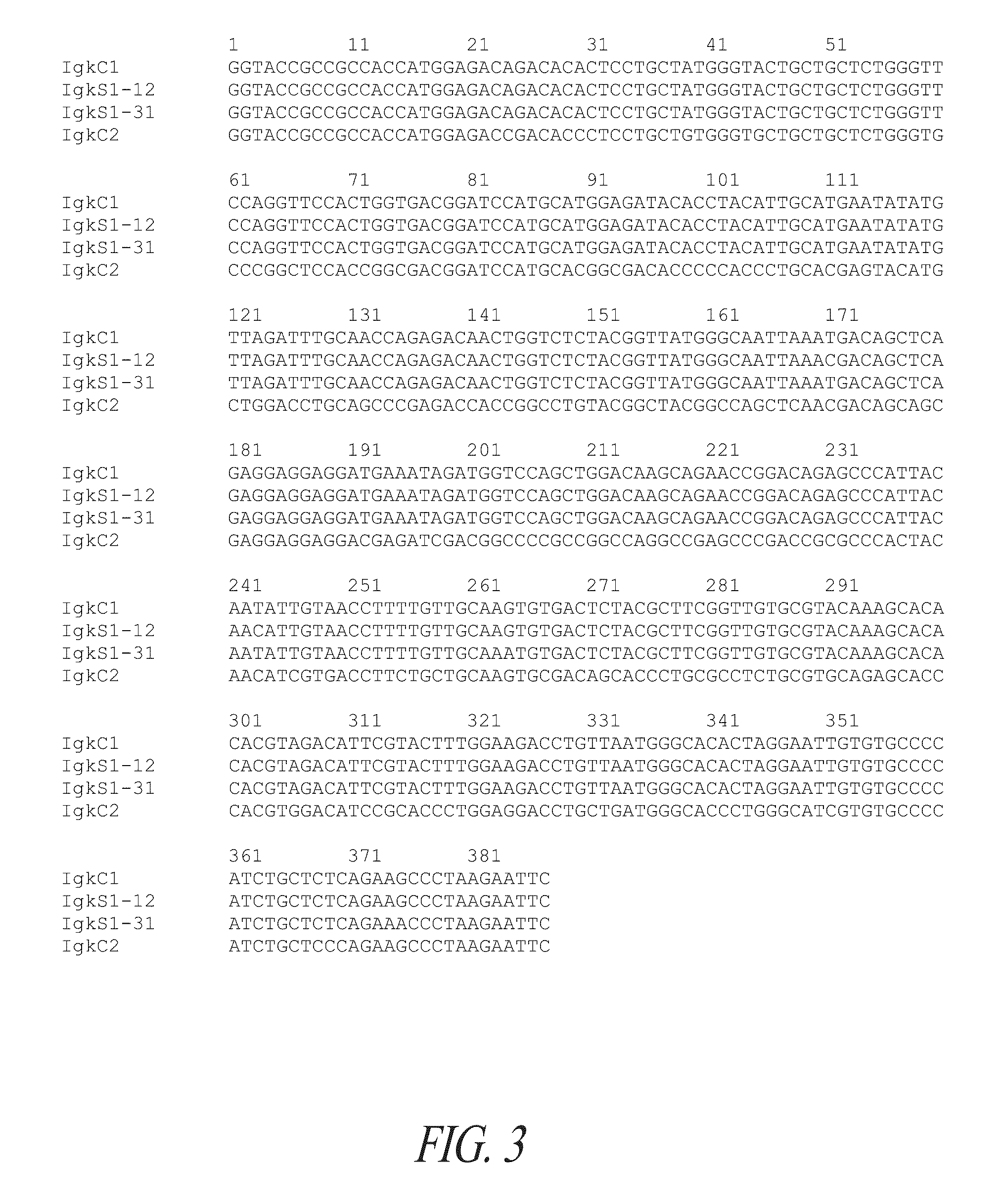 Expression system for modulating an immune response