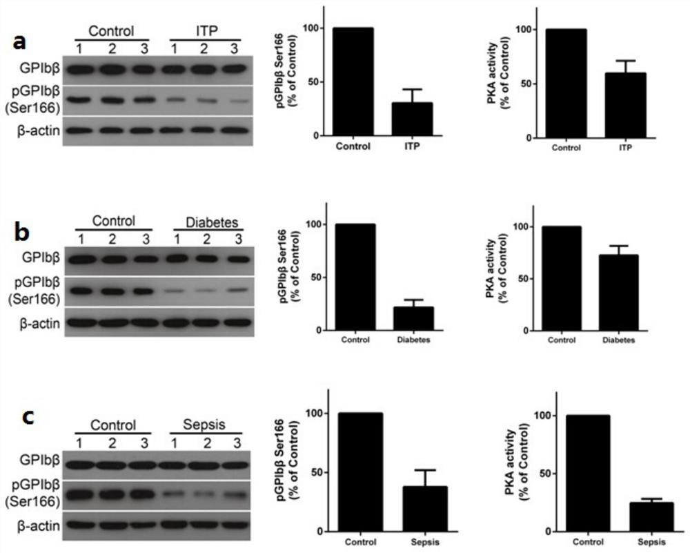 Use of protein kinase A activator in the preparation of medicines for the treatment of diseases related to thrombocytopenia