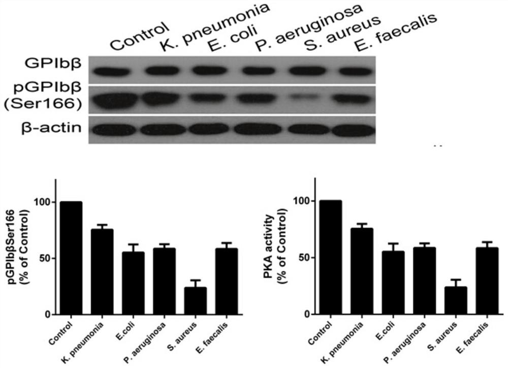 Use of protein kinase A activator in the preparation of medicines for the treatment of diseases related to thrombocytopenia