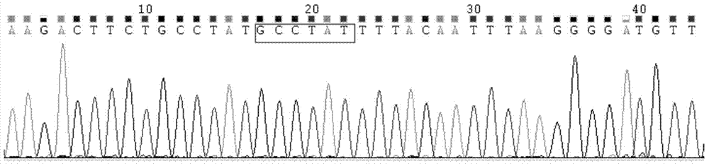 Primer, probe, locked nucleic acid probe, kit and detection method for detecting C-kit gene mutation