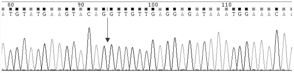 Primer, probe, locked nucleic acid probe, kit and detection method for detecting C-kit gene mutation