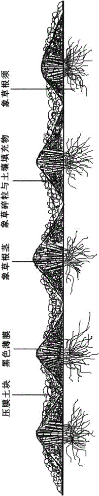 Method for promoting grassiness to overwinter in situ at Jiangsu coastal mud flat