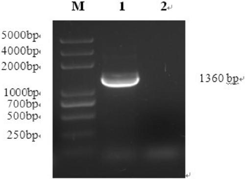 Group I avian adenovirus type 4 strain and application thereof