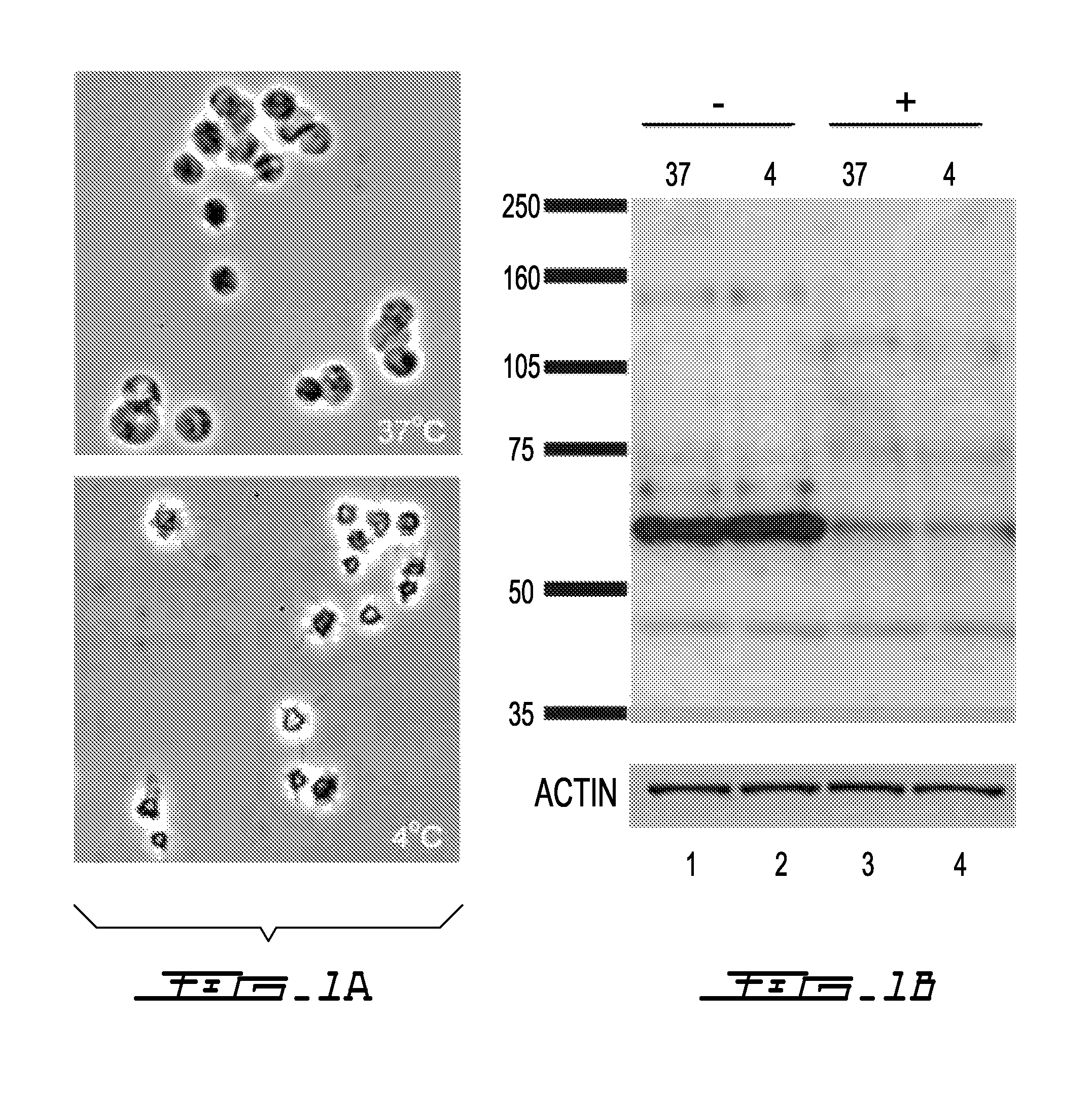 Cold storage of pegylated platelets at about or below 0° C.