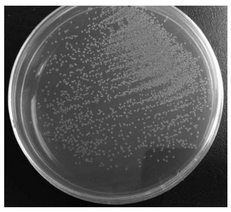 A strain of Lactobacillus flexus and its application