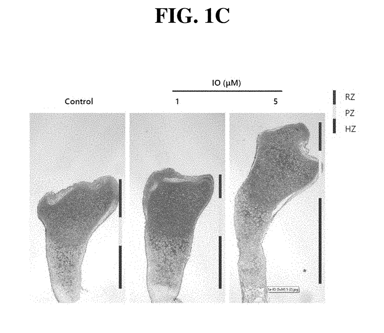 Small molecule, indirubin-3-oxime, for prevention and treatment of bone disease