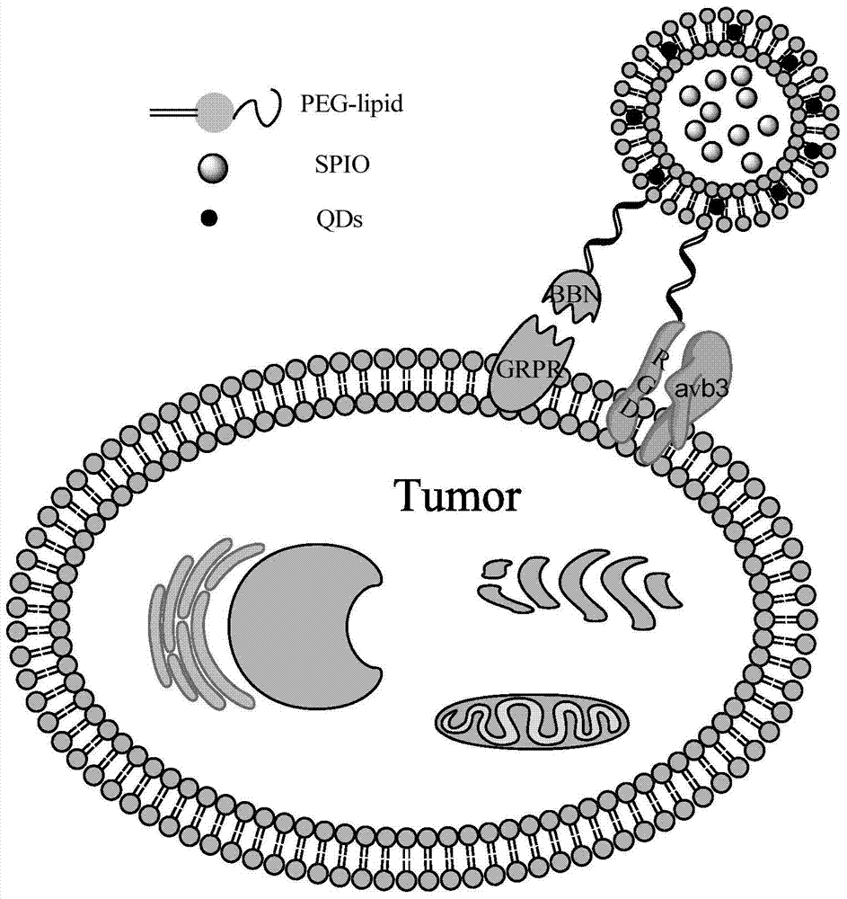 Preparation and application of a rgd@bbn dual-targeting MR/optical bimodal molecular probe