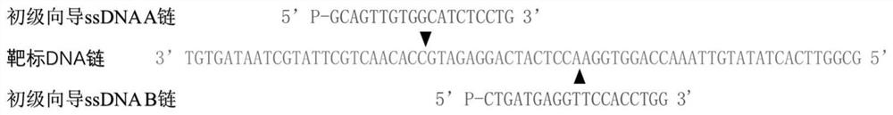 Nucleic acid detection method based on normal-temperature prokaryotic Argonaute protein and application thereof