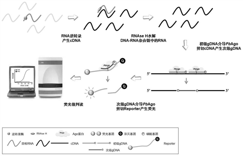 Nucleic acid detection method based on normal-temperature prokaryotic Argonaute protein and application thereof