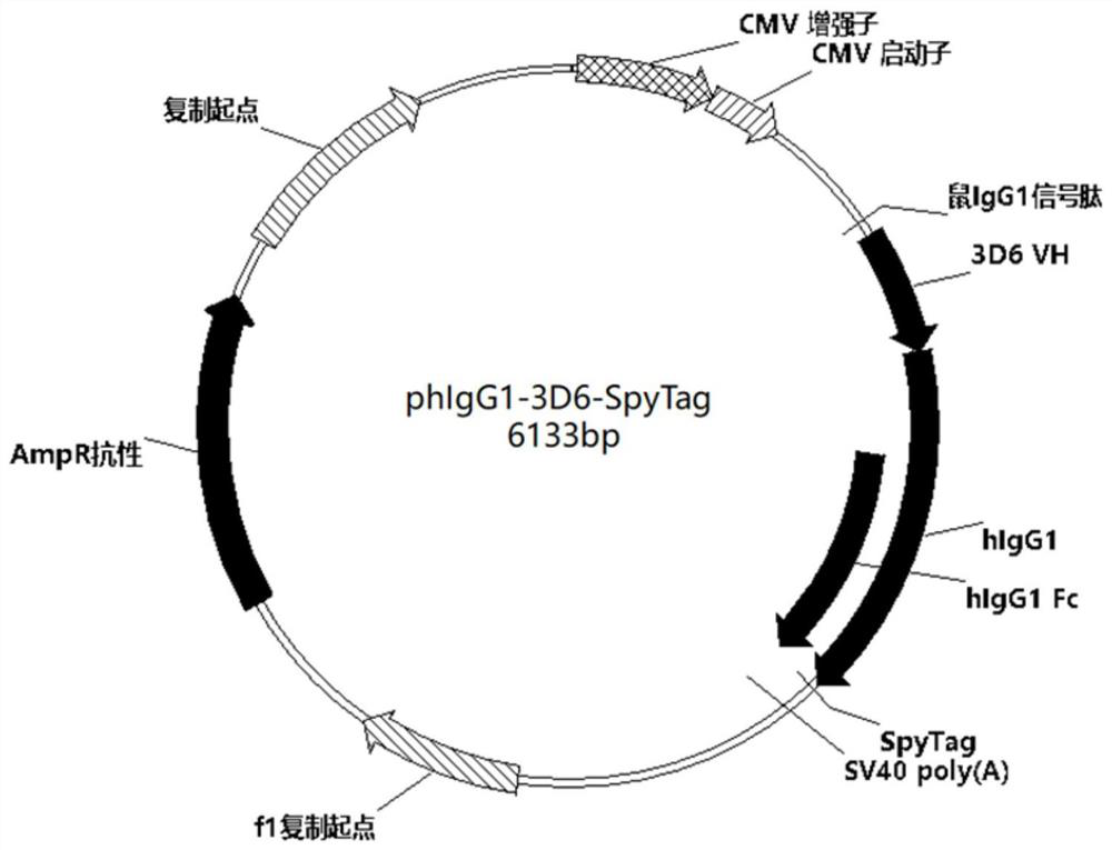 Signal peptide for improving antibody yield