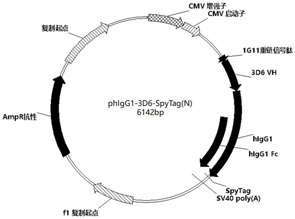 Signal peptide for improving antibody yield