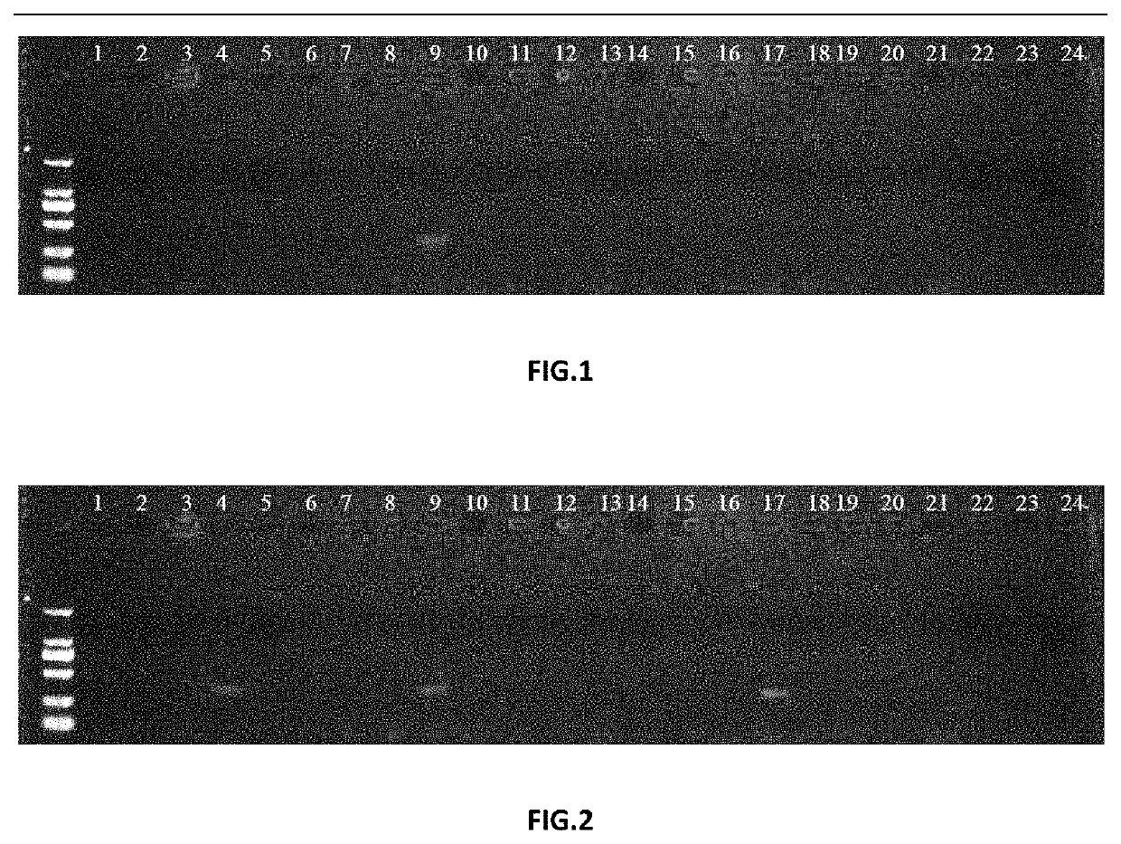 Characteristic sequence, labeled primer and identification method of Carya illinoensis variety davis