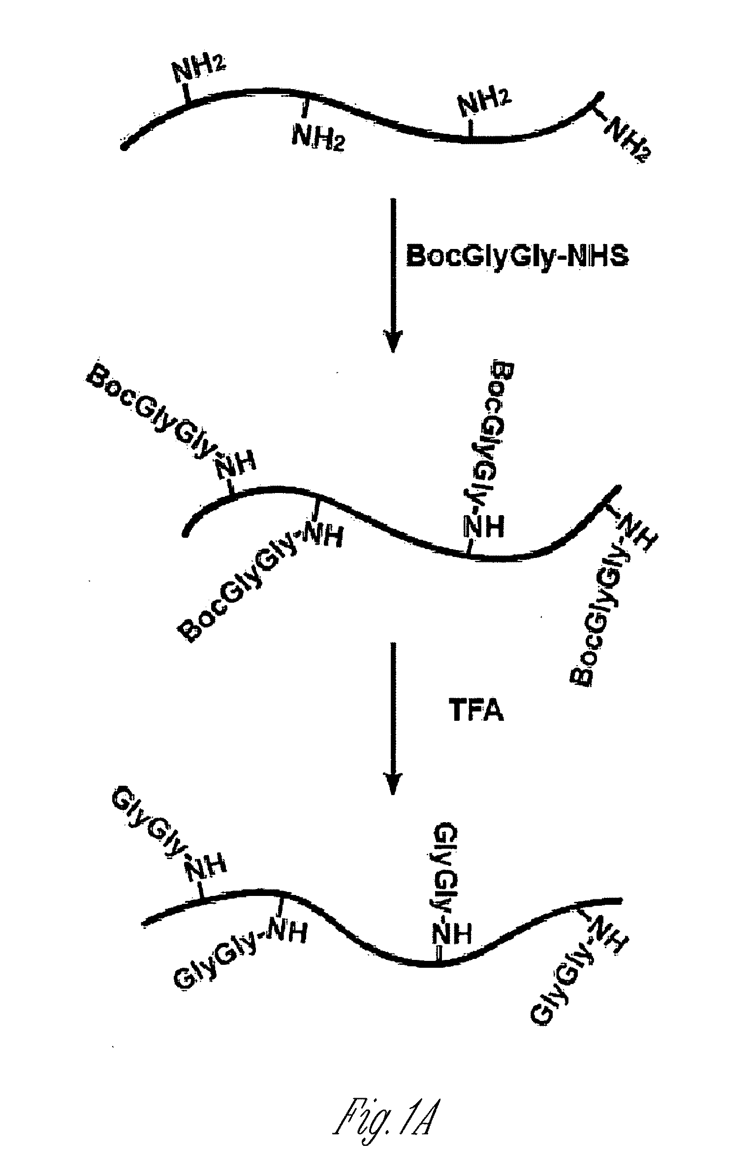 Antibodies for ubiquitinated proteins