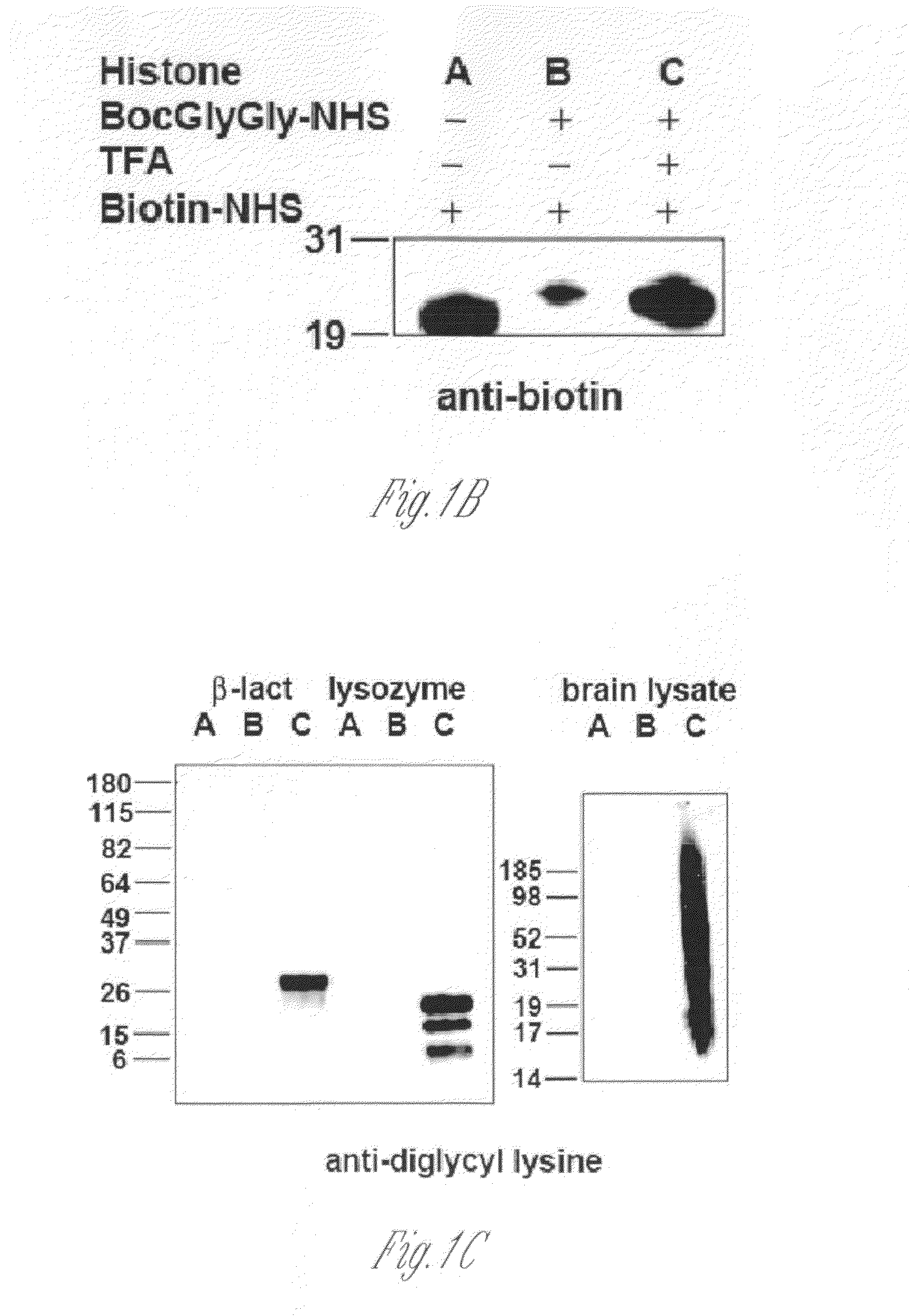 Antibodies for ubiquitinated proteins