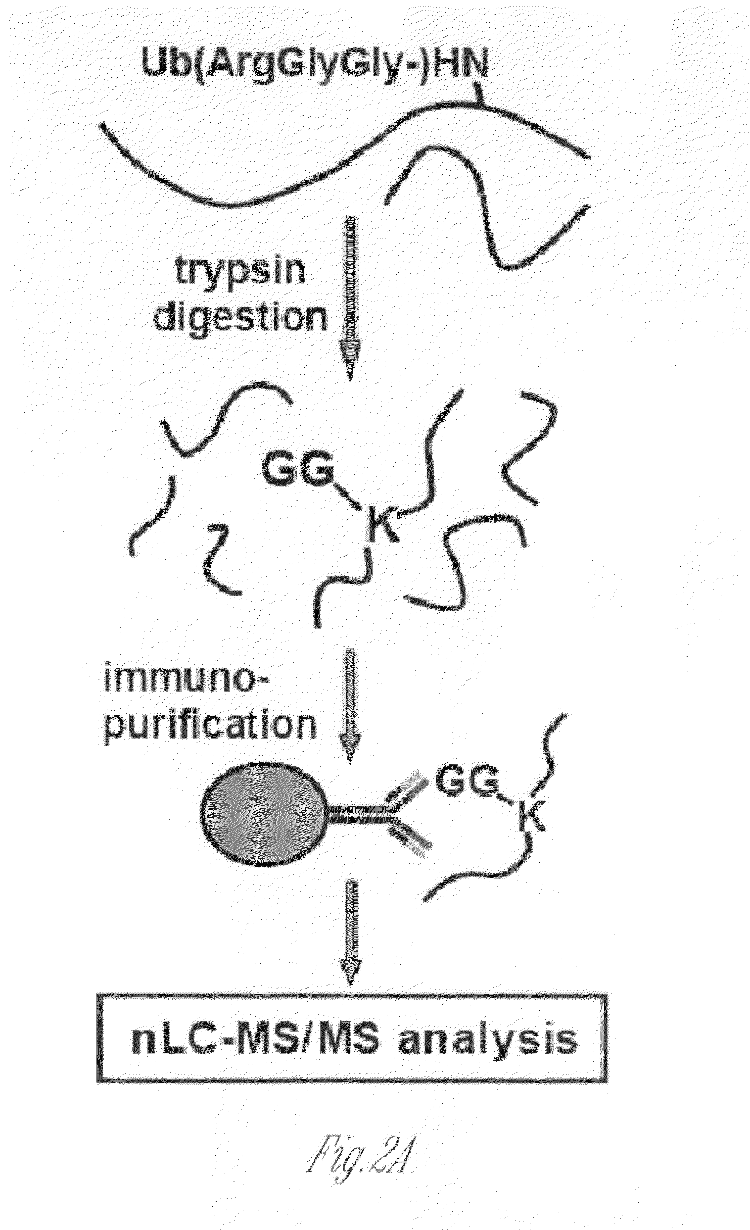 Antibodies for ubiquitinated proteins