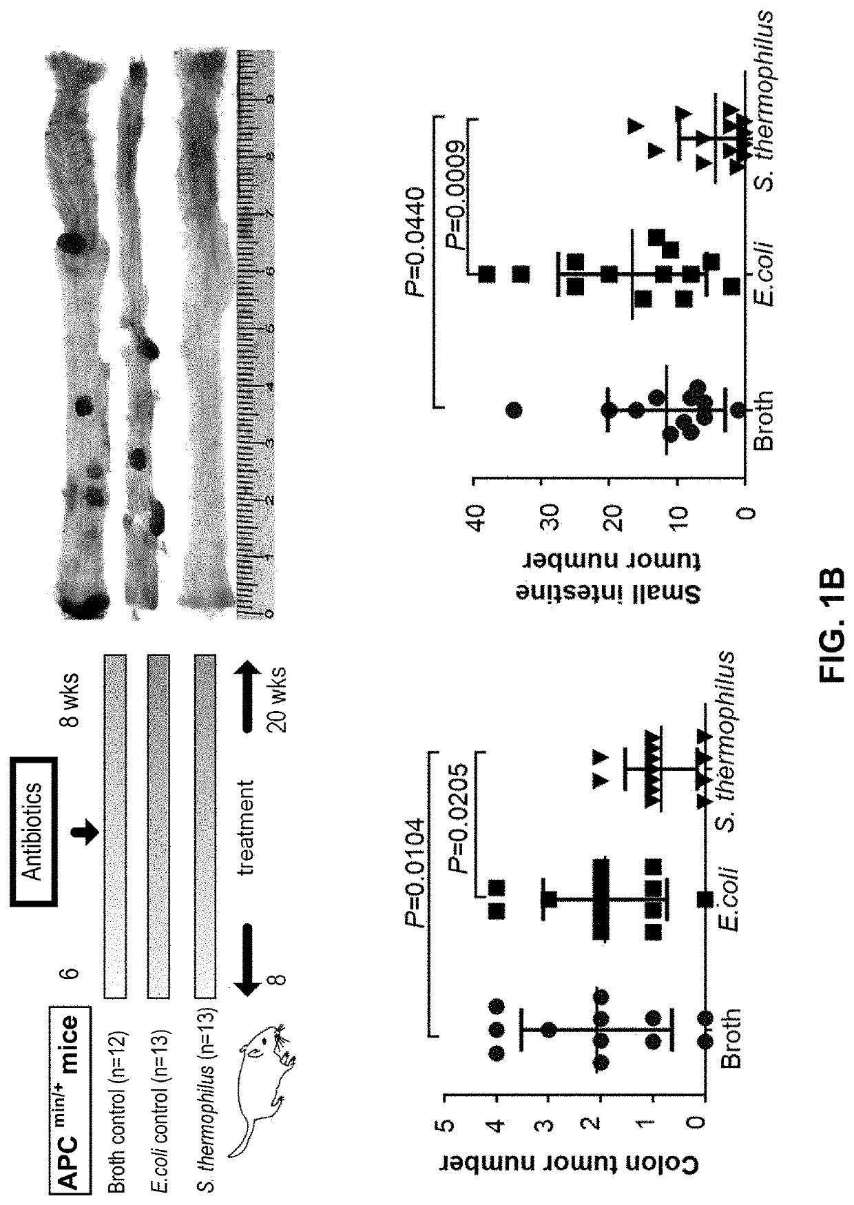 Therapeutic and prophylactic treatment for colorectal cancer