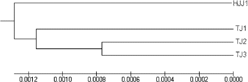 Molecular biological variety identification method for Huangjiaji chicken