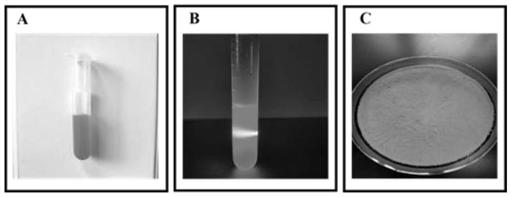 Astaxanthin long-acting nano preparation prepared through micelle template method and preparation method for astaxanthin long-acting nano preparation