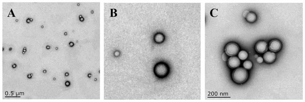 Astaxanthin long-acting nano preparation prepared through micelle template method and preparation method for astaxanthin long-acting nano preparation