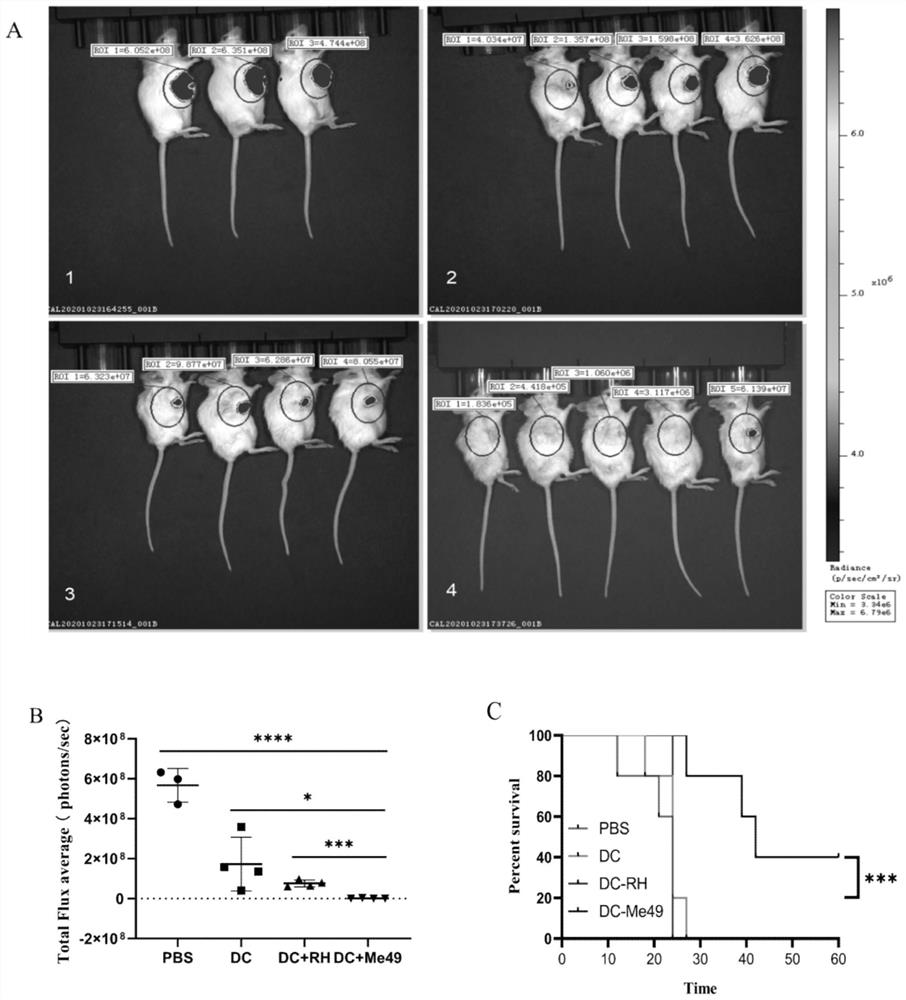 Preparation and application of exosome of toxoplasma gondii infected DC