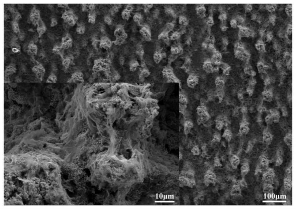 A metal-based graphene oxide antibacterial coating, preparation method and application thereof