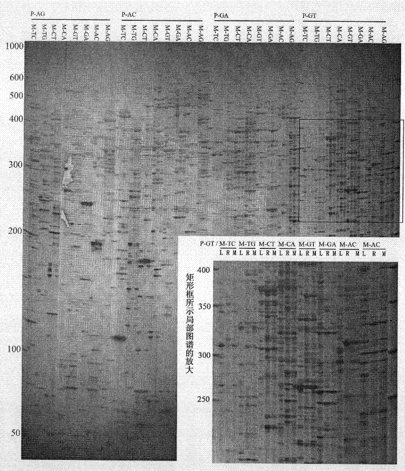 mRNA difference displaying method with ordered robustness