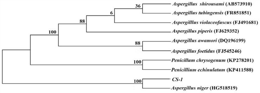 Preparation and application of a strain of Aspergillus niger that decomposes phosphorus, potassium and cellulose and its bacterial agent