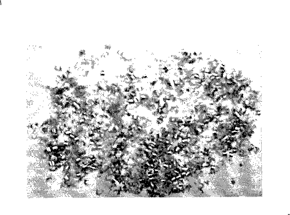 Leadless and free-cutting phosphorus-brass alloy and manufacturing method thereof