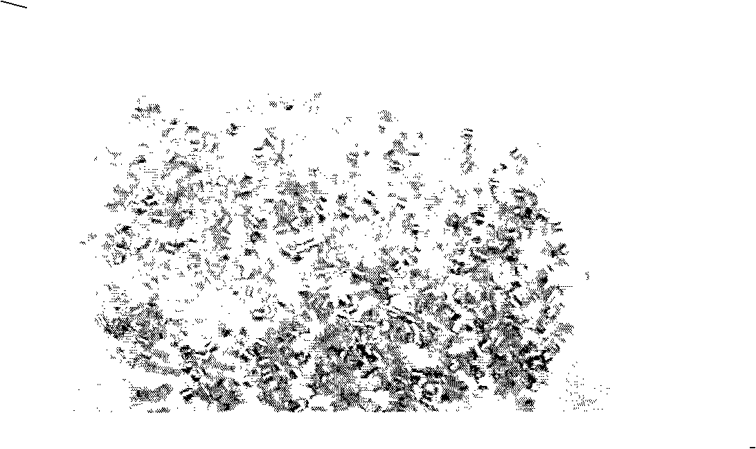 Leadless and free-cutting phosphorus-brass alloy and manufacturing method thereof