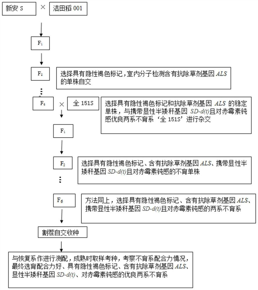 A two-line sterile line breeding method suitable for multi-gene aggregation used in mechanized mixed seed production