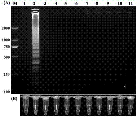 Loop-mediated isothermal amplification detection primer for ralstonia solanacearu and detection method for ralstonia solanacearu