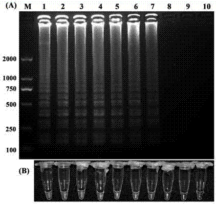 Loop-mediated isothermal amplification detection primer for ralstonia solanacearu and detection method for ralstonia solanacearu