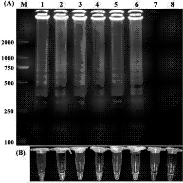 Loop-mediated isothermal amplification detection primer for ralstonia solanacearu and detection method for ralstonia solanacearu