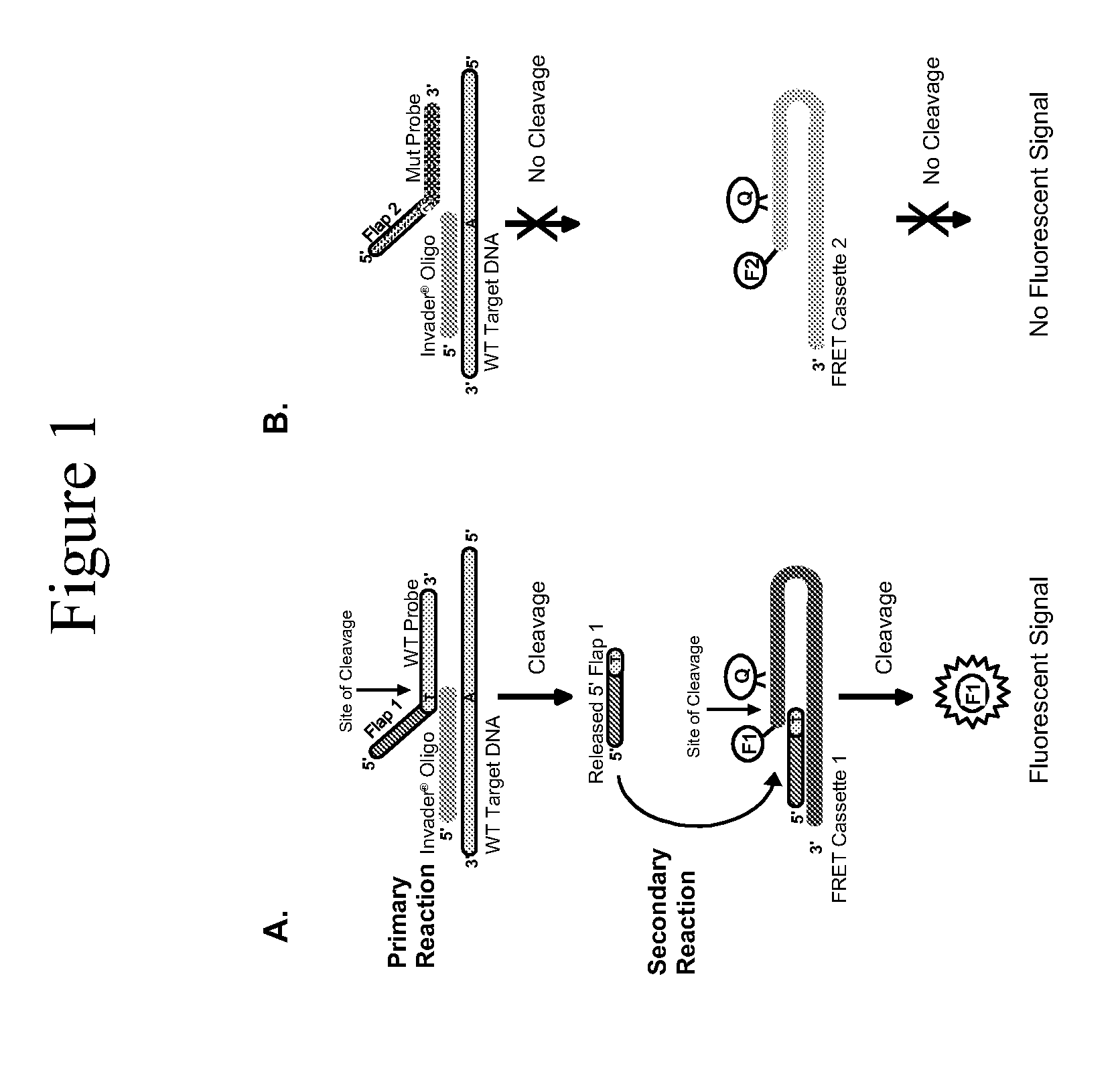 Connexin allele detection assays