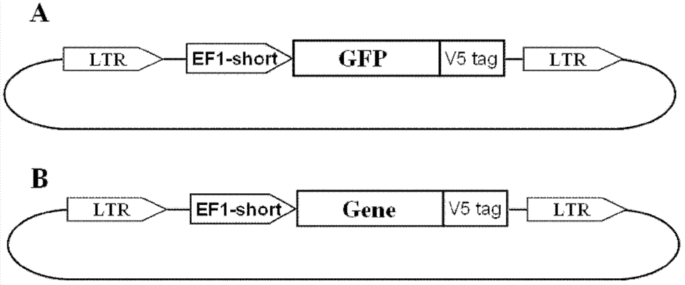 Method for transdifferentiation of fibroblasts into hepatic stem cells