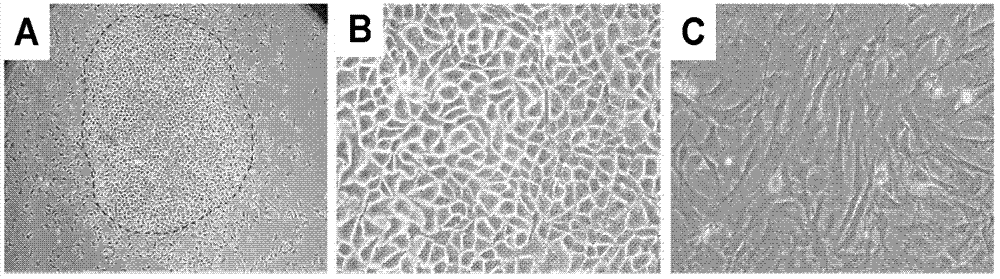 Method for transdifferentiation of fibroblasts into hepatic stem cells