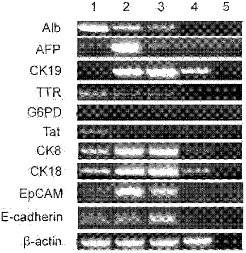 Method for transdifferentiation of fibroblasts into hepatic stem cells