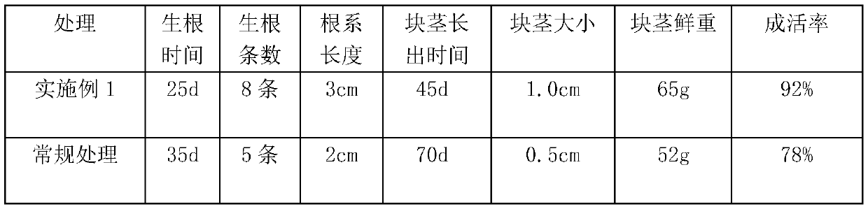 Outdoor transplanting method of polygonatum sibiricum tissue culture seedlings