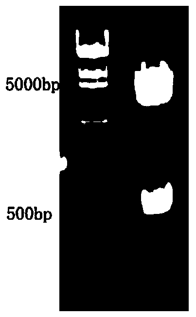 Building method of PDGFB promoter activity report plasmids