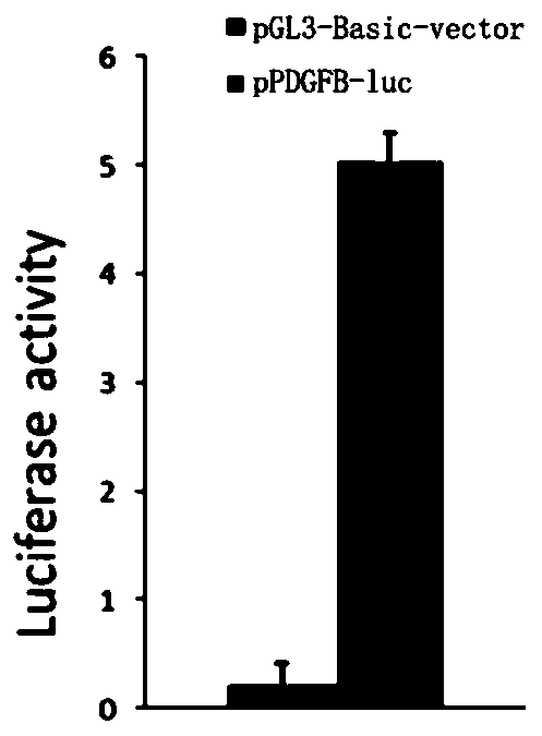 Building method of PDGFB promoter activity report plasmids