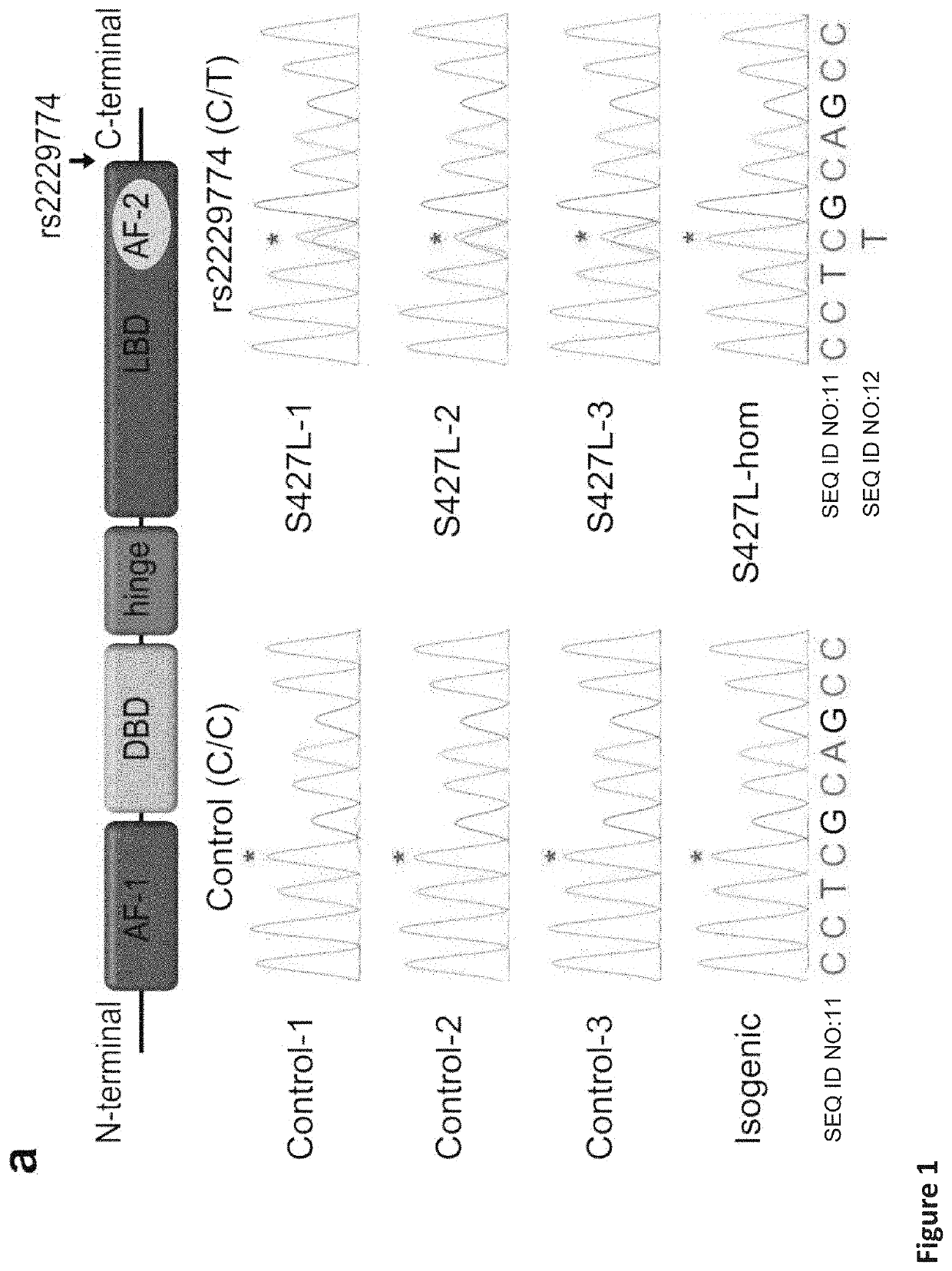 Retinoic acid receptor gamma agonists to attenuate anthracycline-induced cardiotoxicity