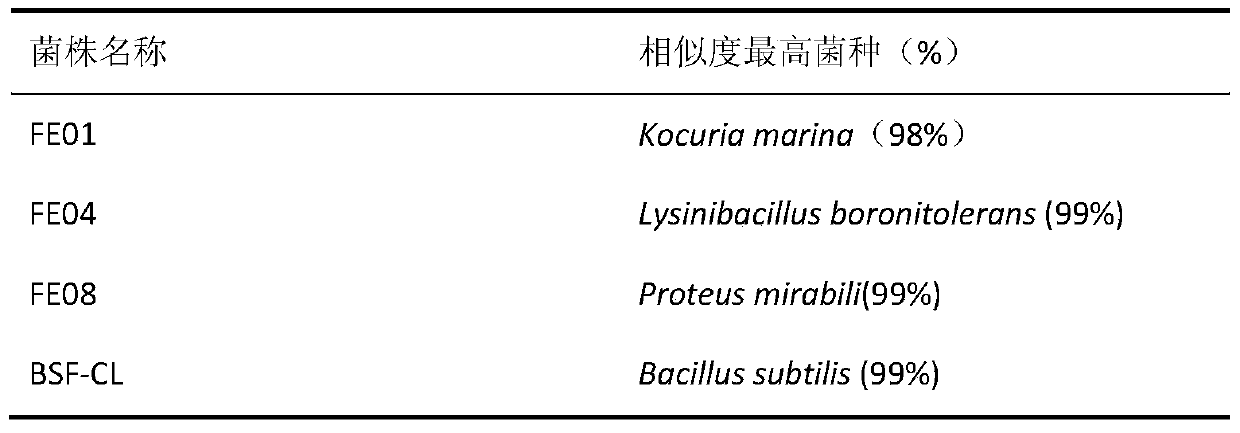 A compound bacterial agent for promoting the growth of trout fly larvae and its application