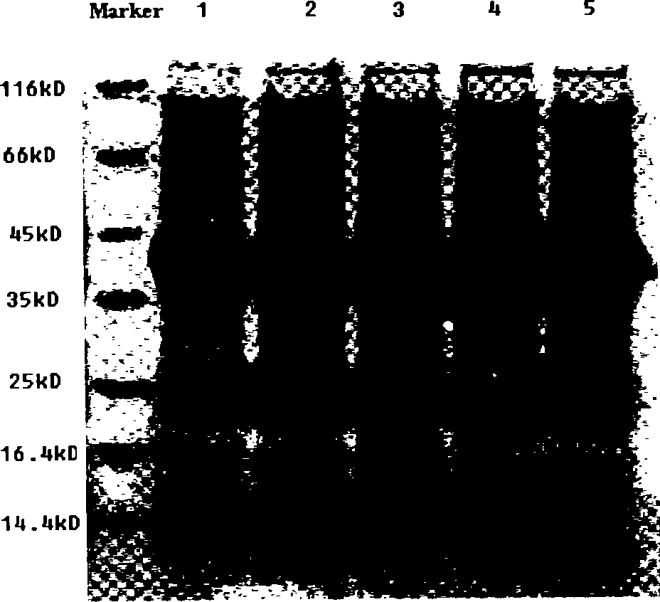 Mutant xylose isomerase and its gene