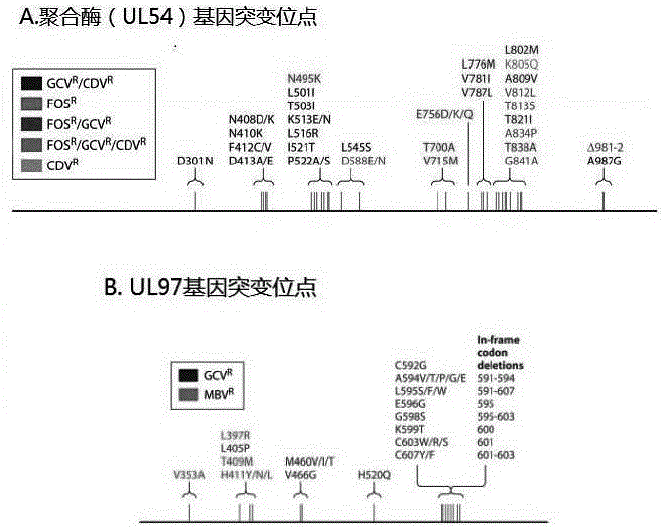 Nested PCR primers and method for detecting drug-resistant mutation of cytomegalovirus UL54 and UL97 genes