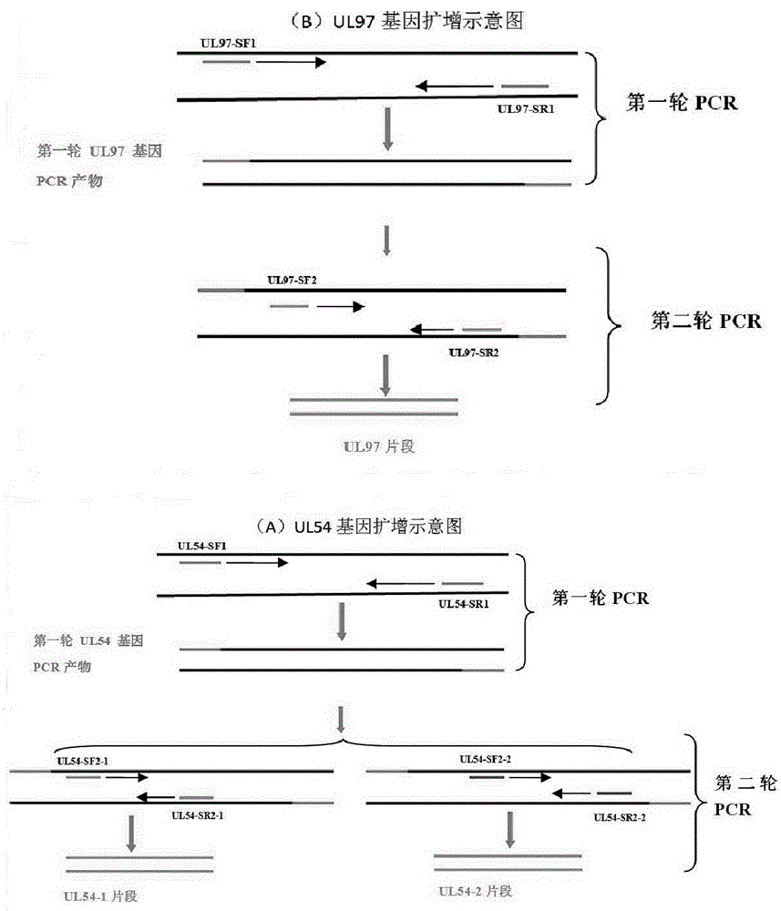 Nested PCR primers and method for detecting drug-resistant mutation of cytomegalovirus UL54 and UL97 genes