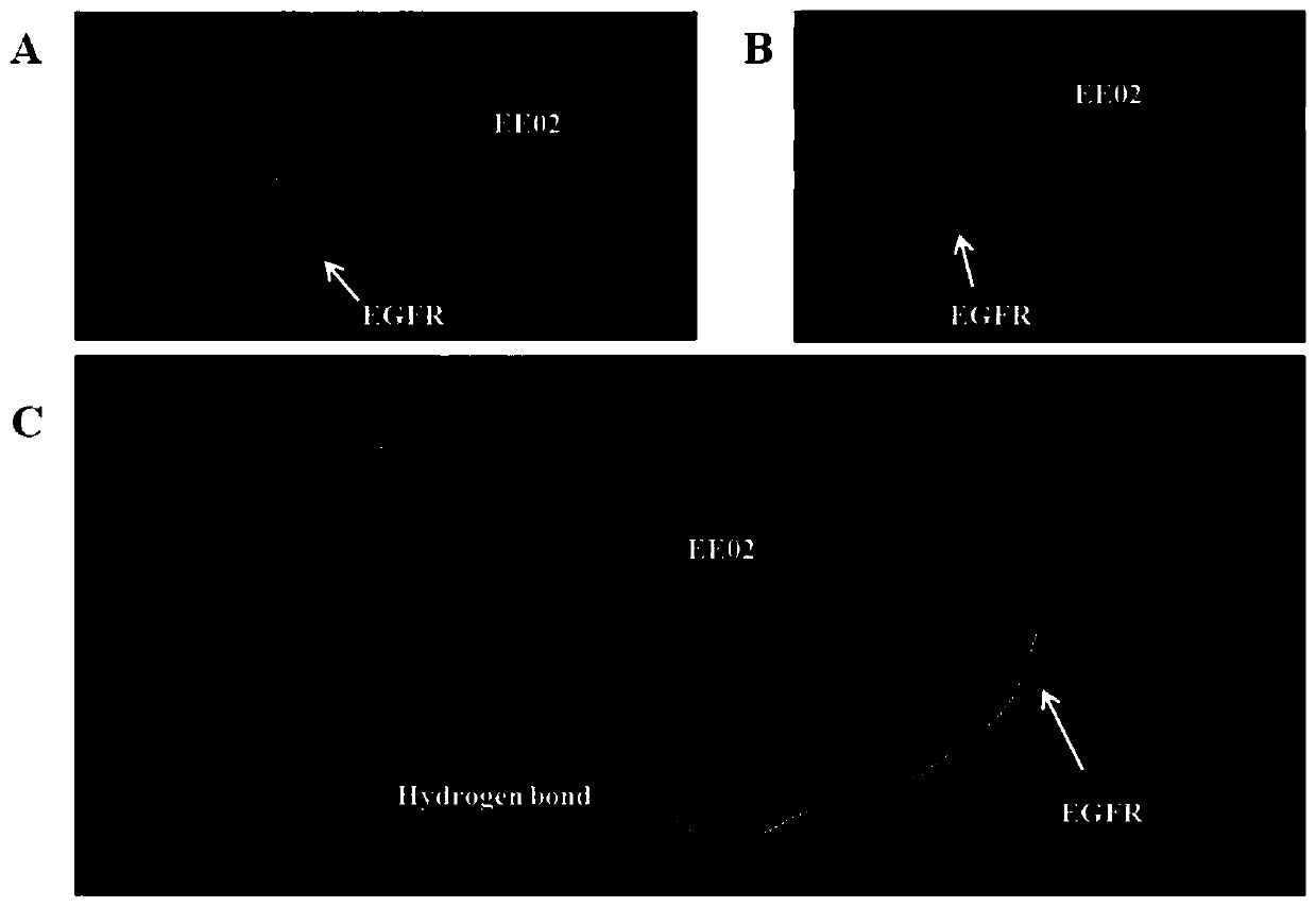 A small molecule inhibitor targeting the combination of EGFR and EPS8 and its application