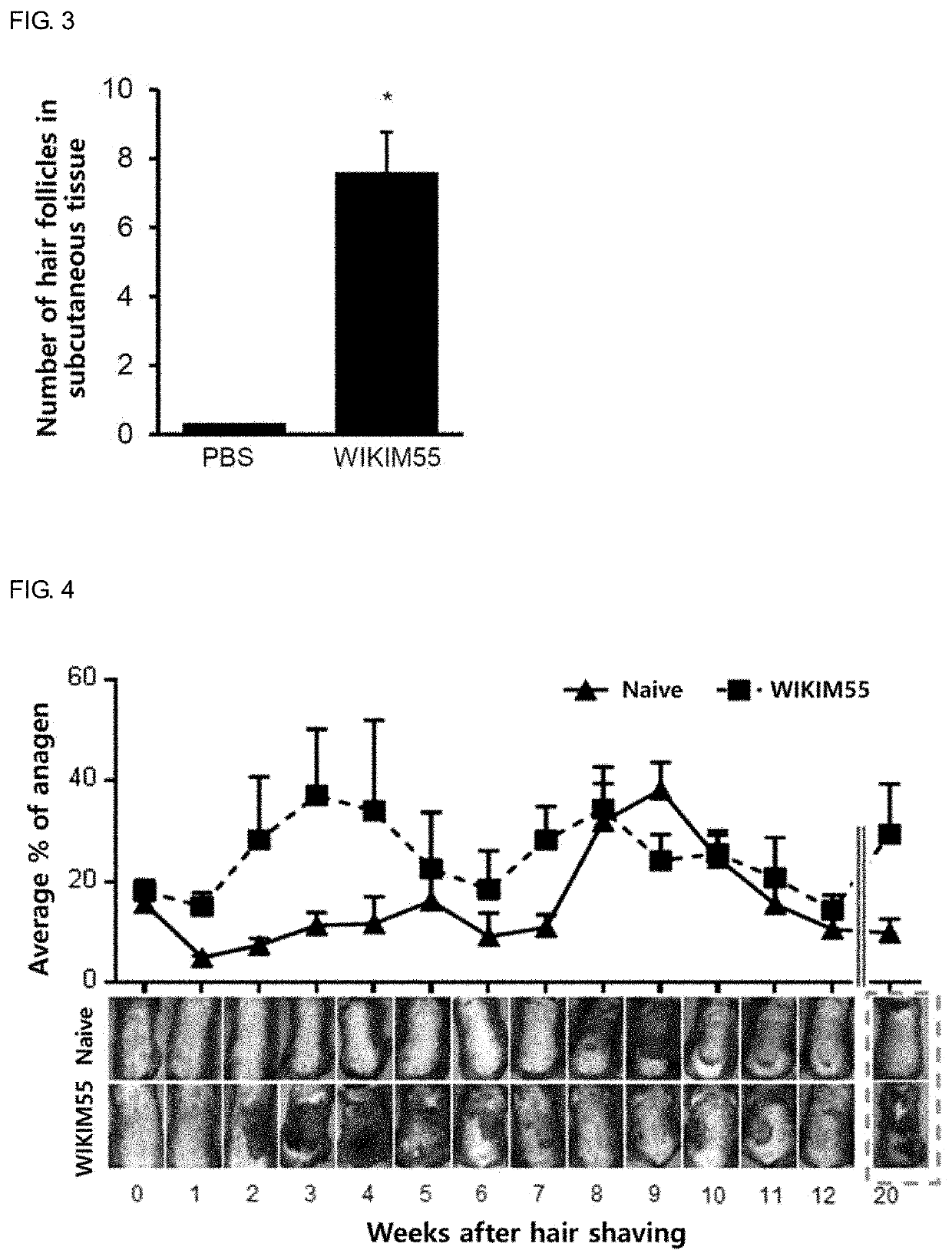 Lactobacillus curvatus wikim55 having activity of promoting hair growth, and composition containing same