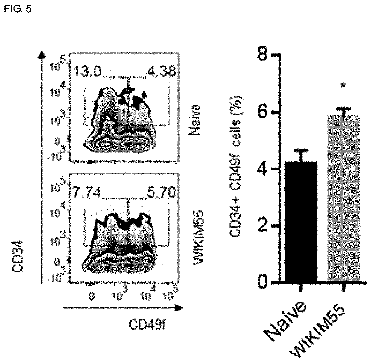 Lactobacillus curvatus wikim55 having activity of promoting hair growth, and composition containing same